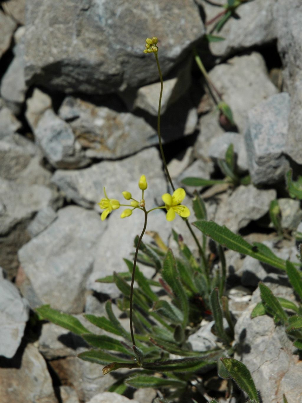 Biscutella da determinare